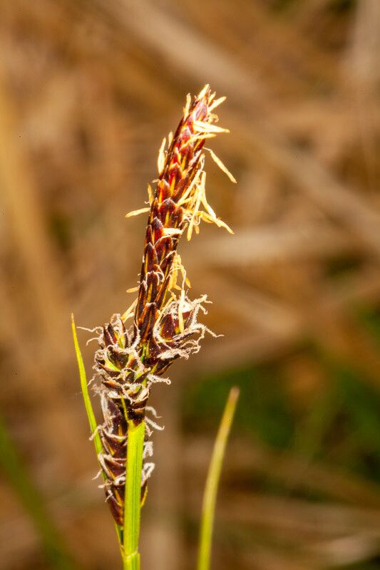 Carex ericetorum flower