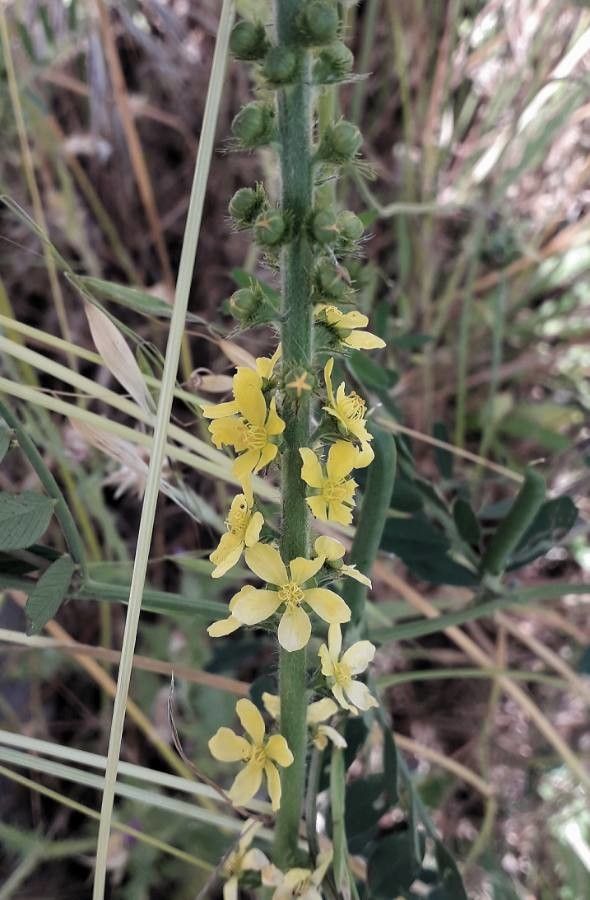 Agrimonia eupatoria flower