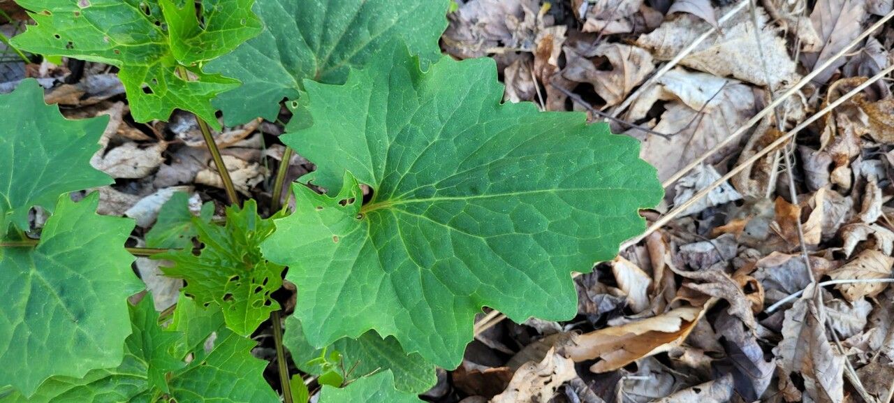 Arnoglossum atriplicifolium — cold hardy houseplant
