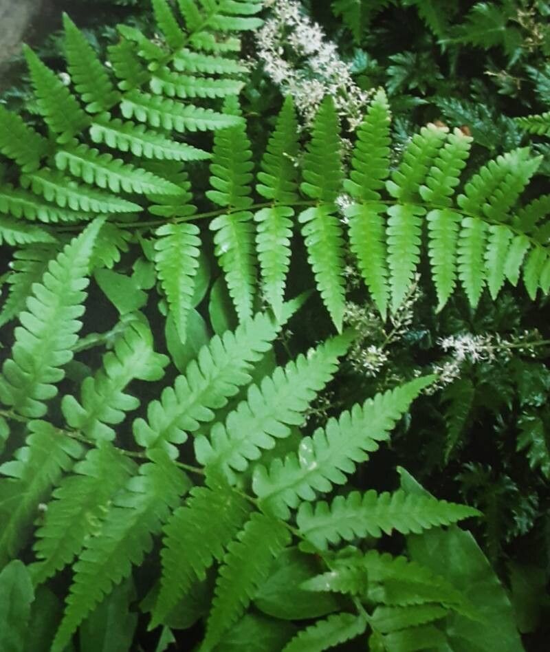 Dryopteris × australis — search result for 'Dryopteris'