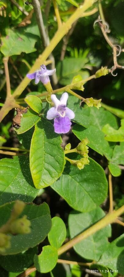 Vitex megapotamica flower