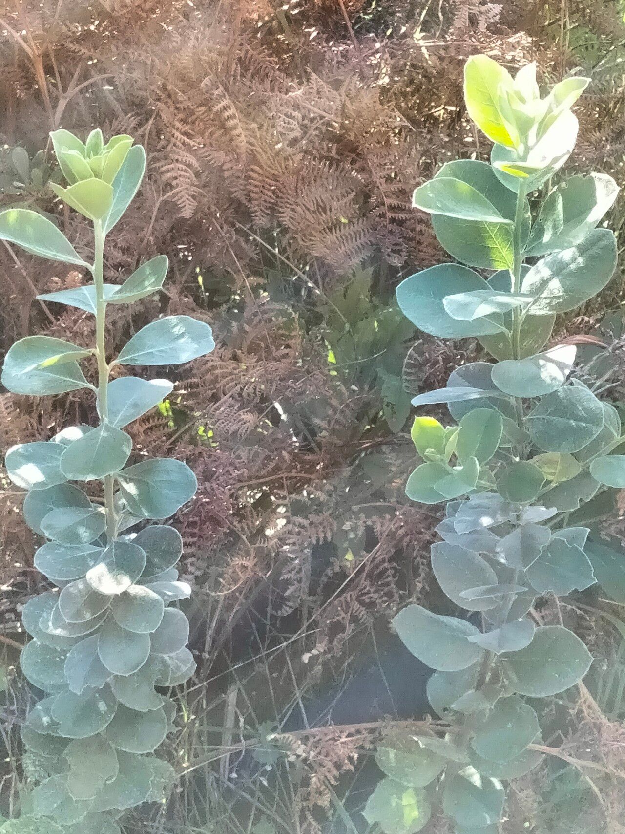 Podalyria sericea habit