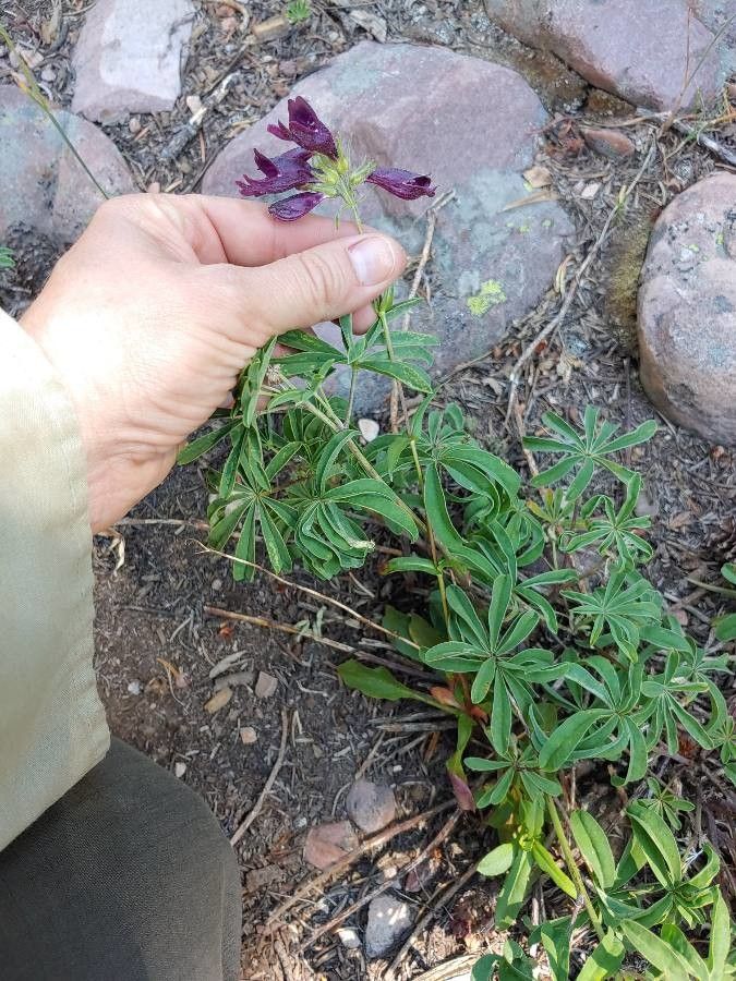 Penstemon whippleanus — search result for 'Penstemon'