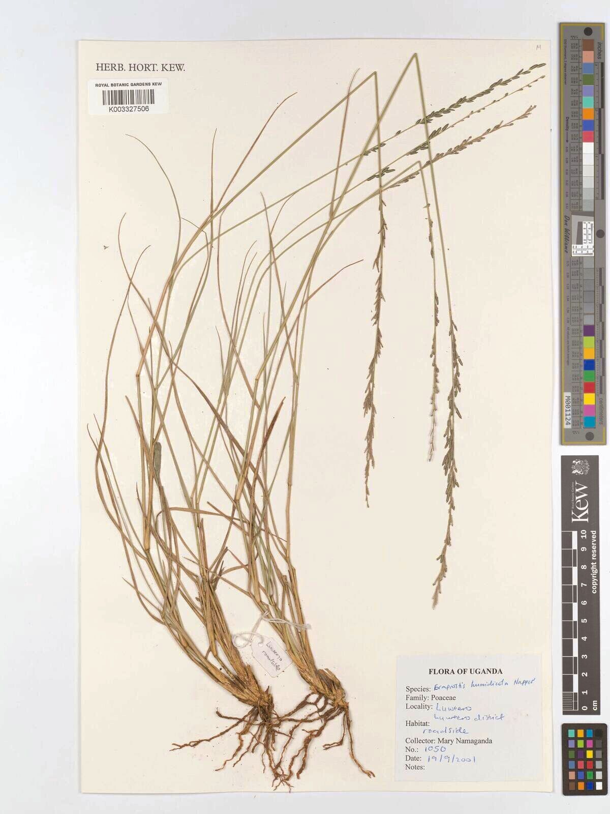Eragrostis humidicola — search result for 'Eragrostis'
