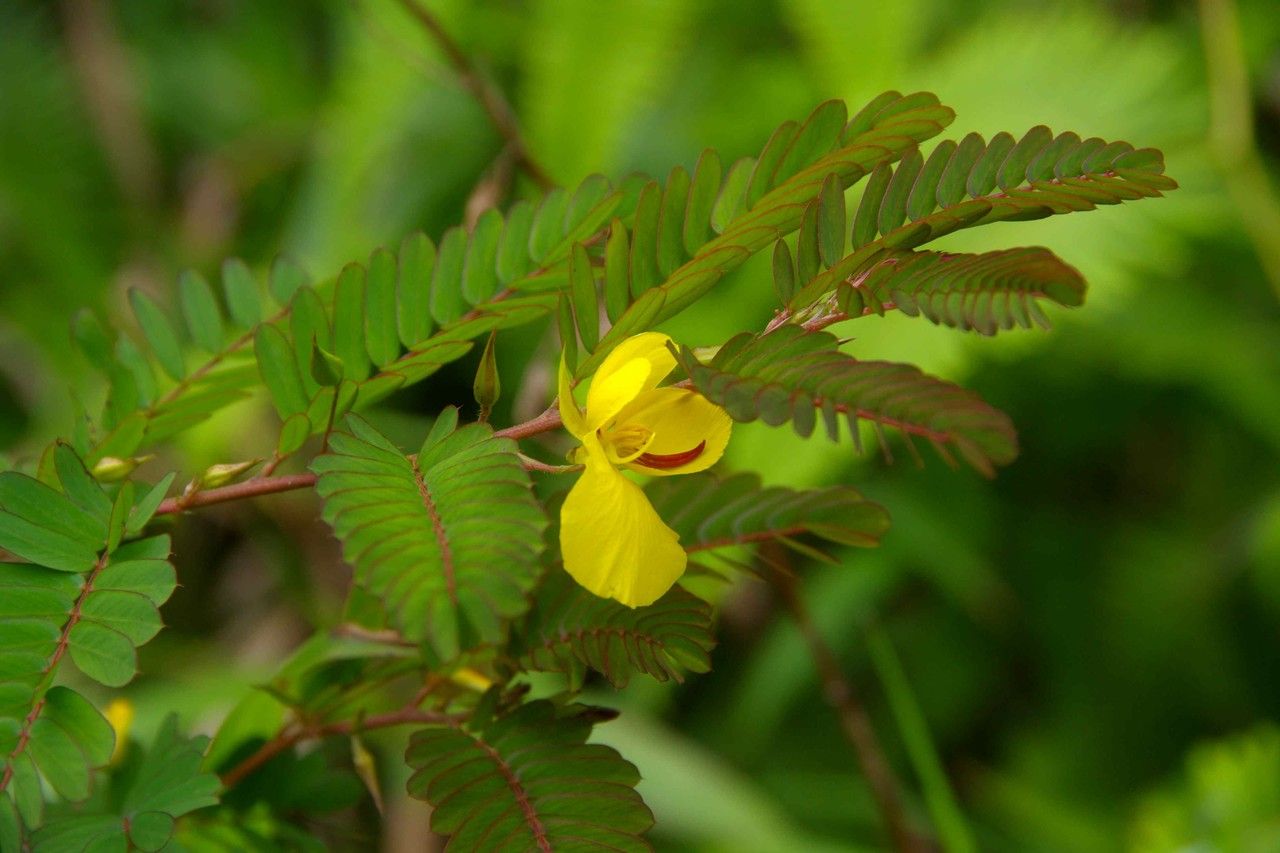 Chamaecrista glandulosa leaf