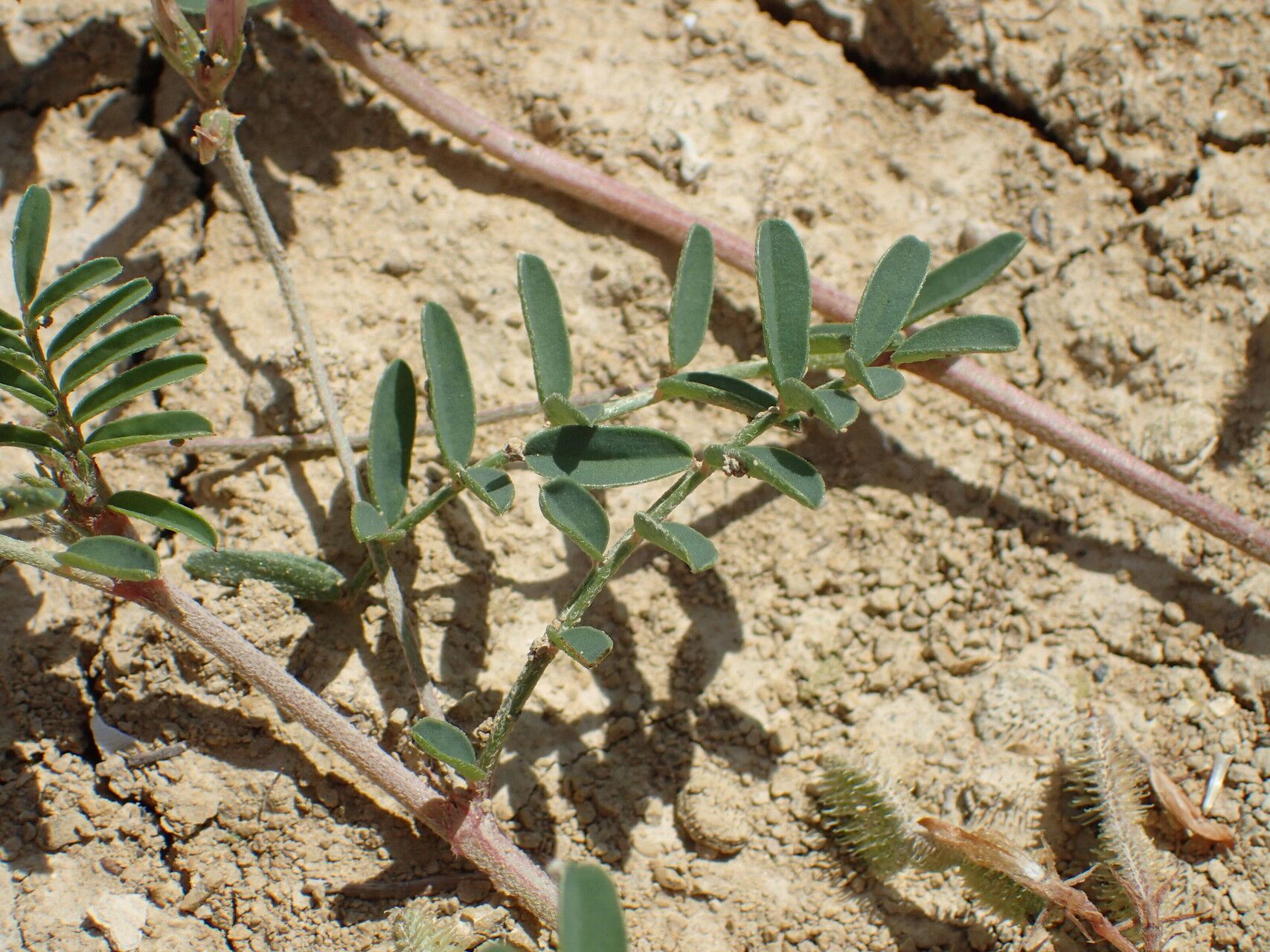 Sulla spinosissima — related species from the same genus