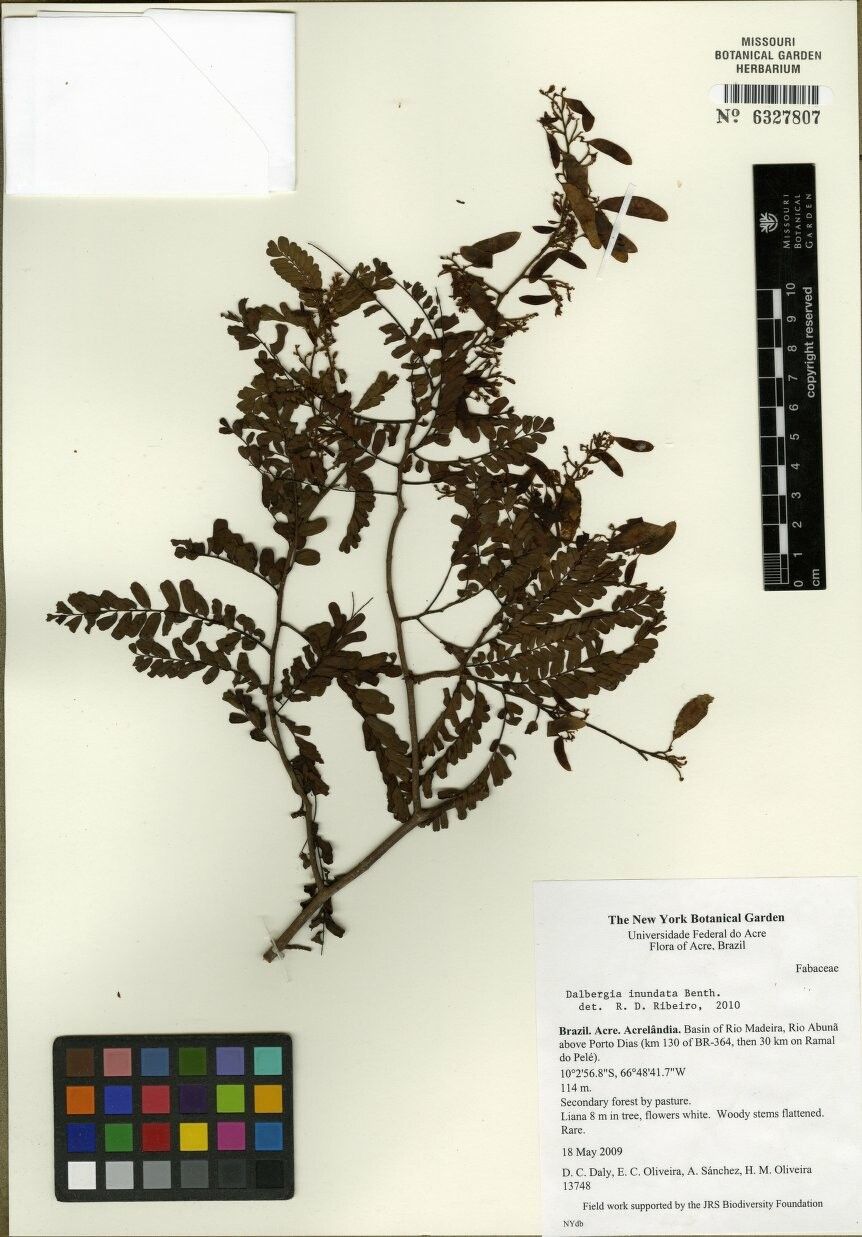 Dalbergia inundata — houseplant care guide