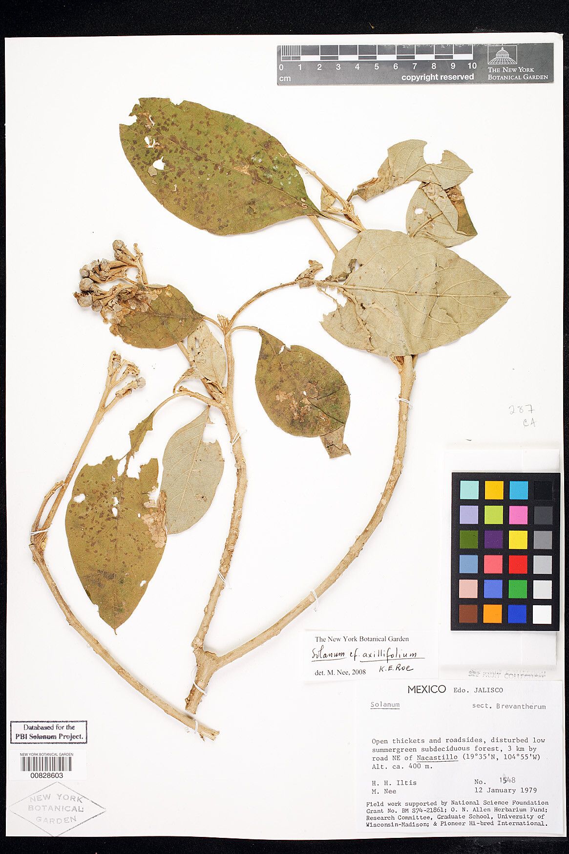 Solanum axillifolium — houseplant care guide