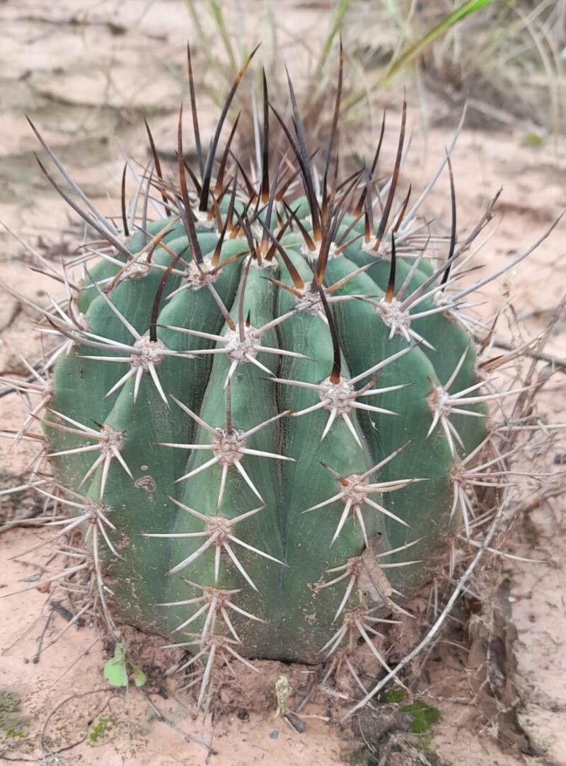 Echinopsis albispinosa habit