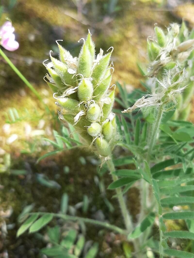 Oxytropis pilosa fruit