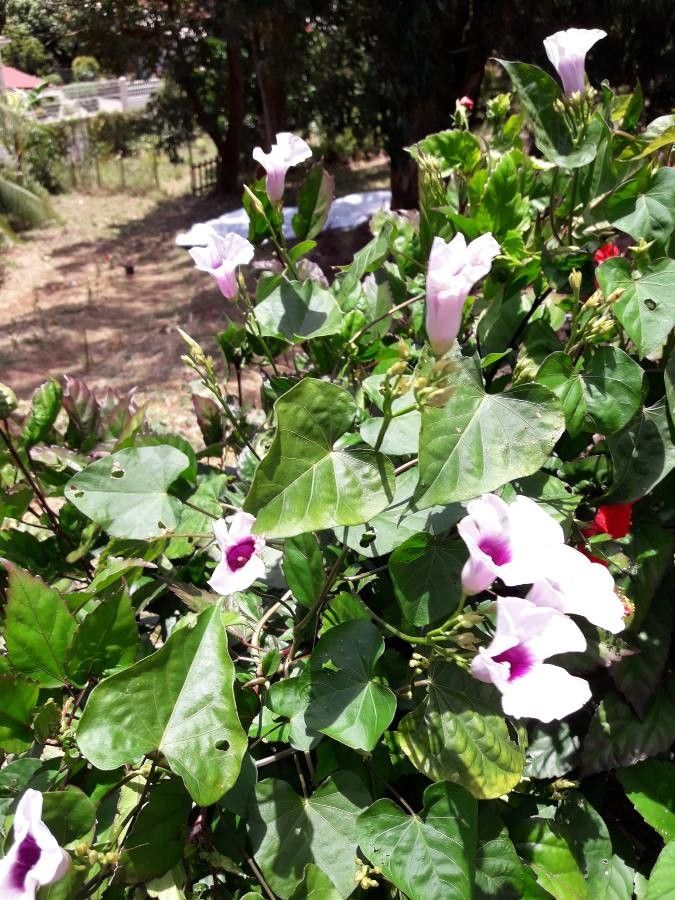 Ipomoea tiliacea habit