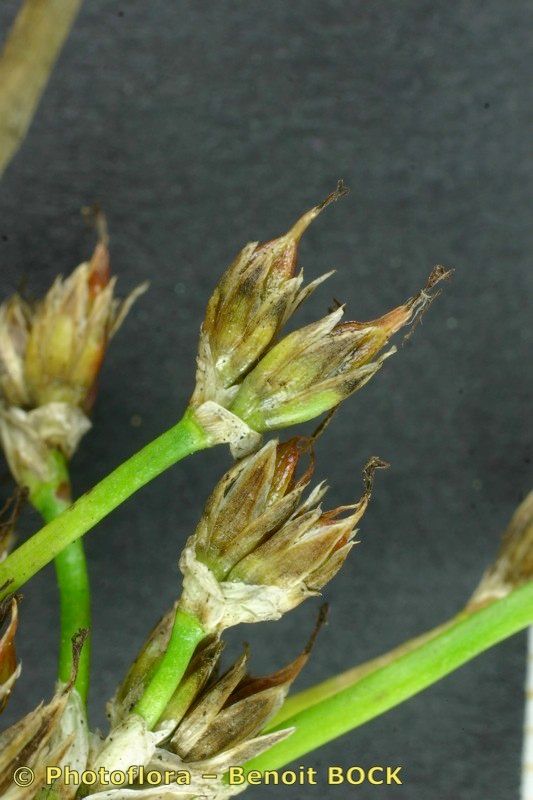 Juncus heterophyllus fruit