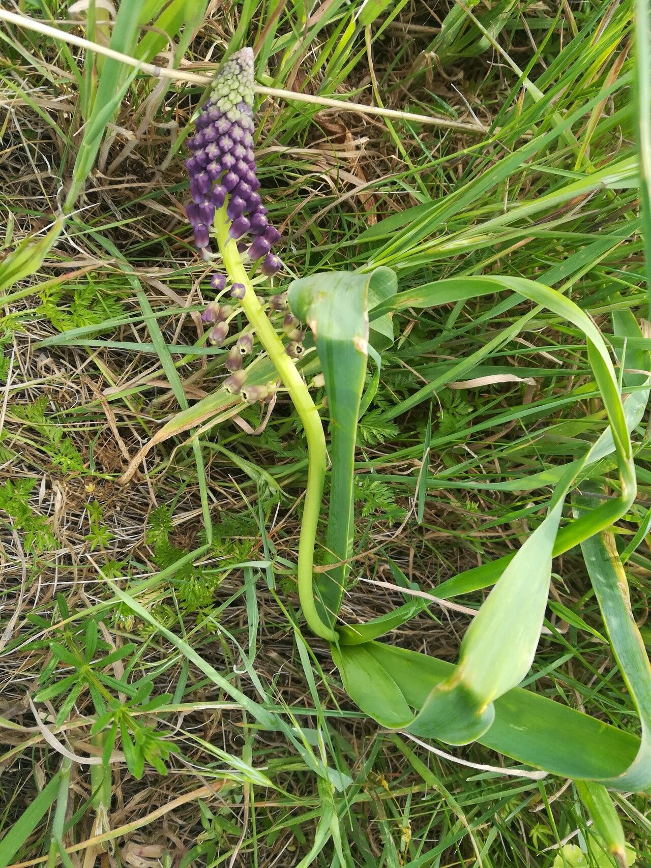 Muscari tenuiflorum habit