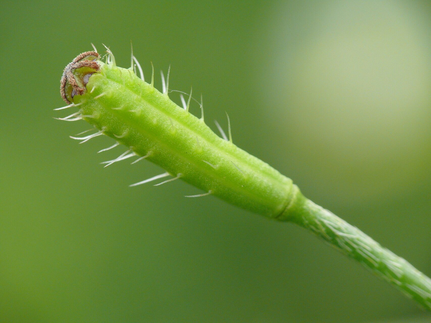 Roemeria argemone fruit