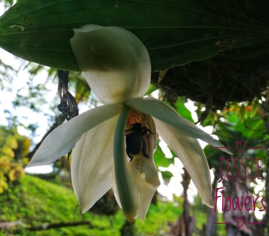 Stanhopea grandiflora flower