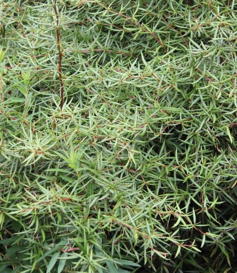 Berberis triacanthophora — houseplant care guide