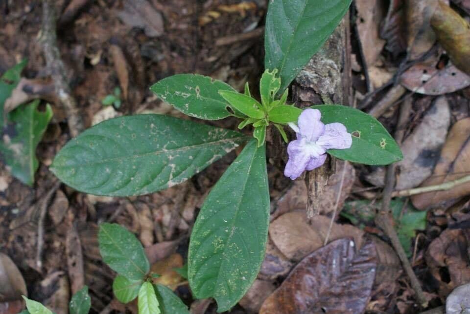 Ruellia geminiflora flower