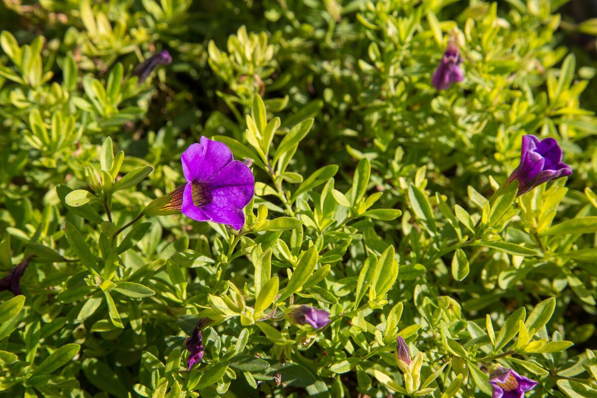 Petunia violacea flower