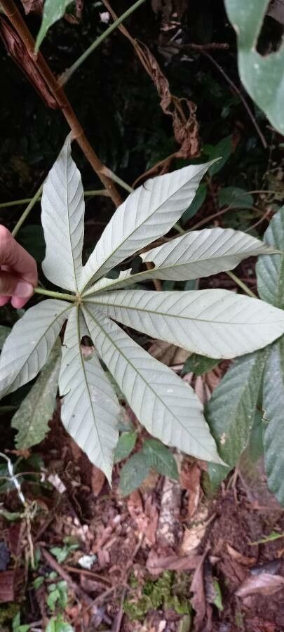 Pourouma bicolor leaf