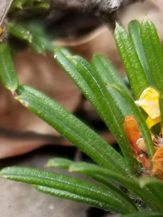 Pultenaea petiolaris — houseplant care guide