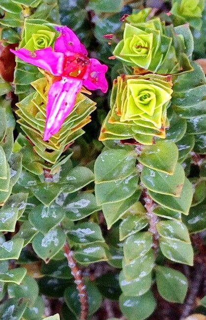 Penaea sarcocolla flower