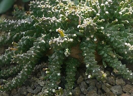 Euphorbia gorgonis — houseplant care guide