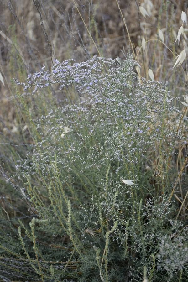 Limonium dichotomum habit