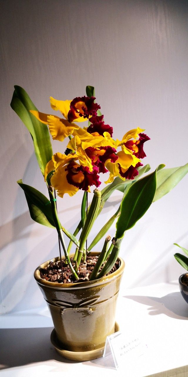 Cattleya spp. flower