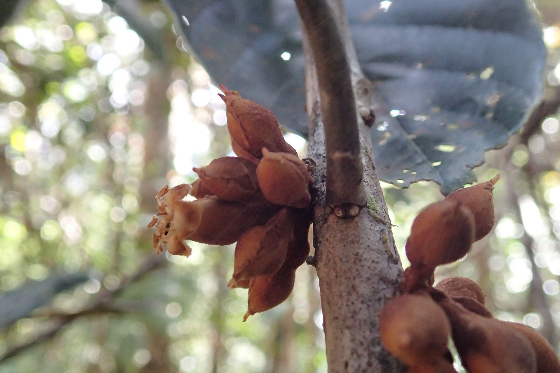 Pycnandra pubiflora fruit