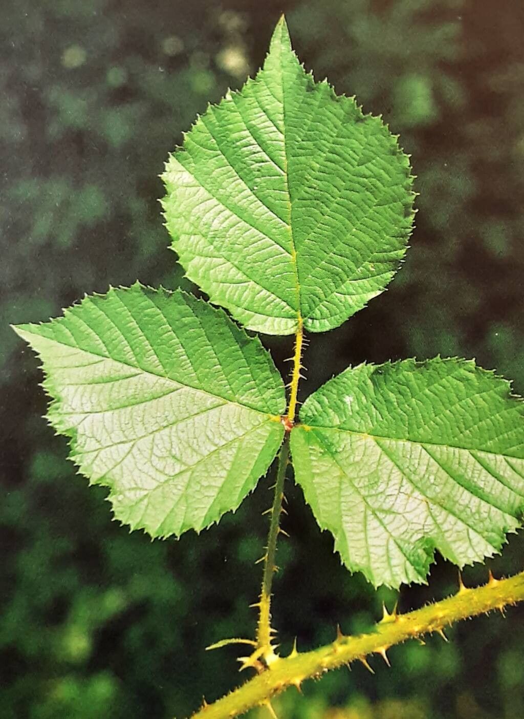 Rubus villarsianus — houseplant care guide