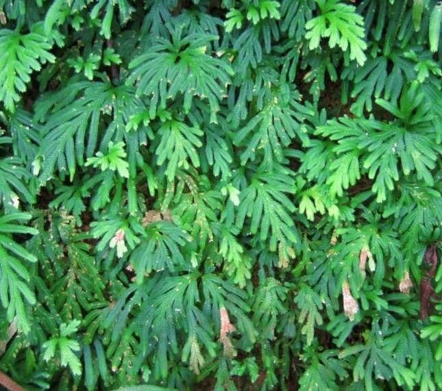 Selaginella flabellata habit
