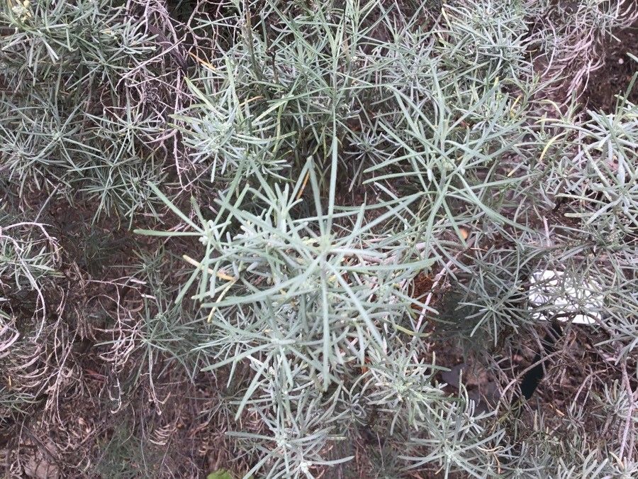 Parolinia glabriuscula leaf
