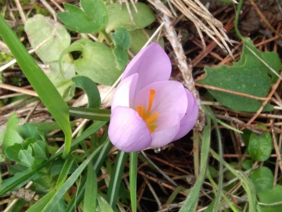 Crocus laevigatus flower