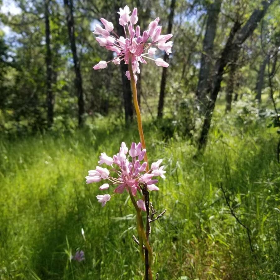 Dichelostemma volubile — related species from the same genus