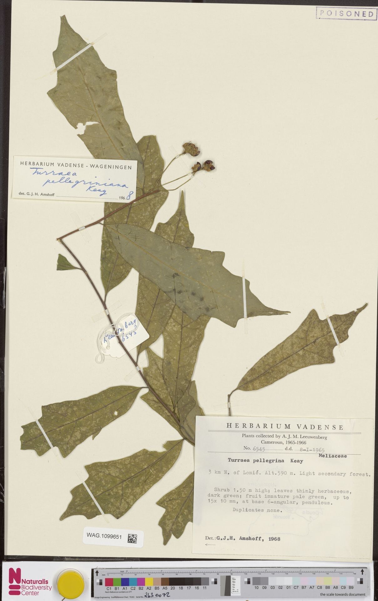 Turraea cabrae other