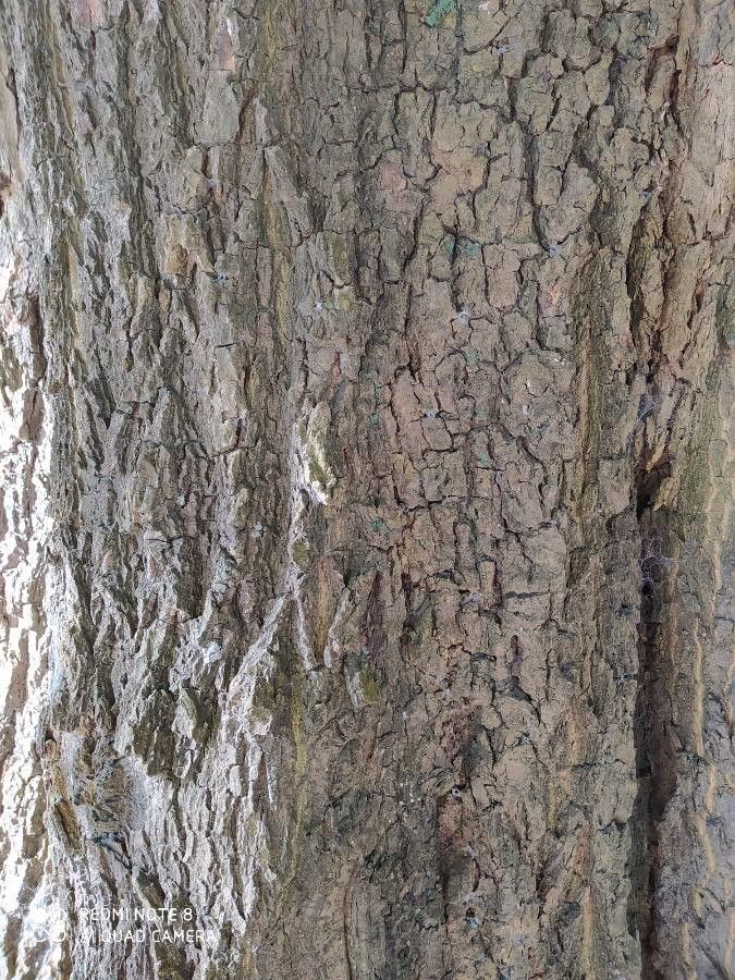 Erythrina falcata bark