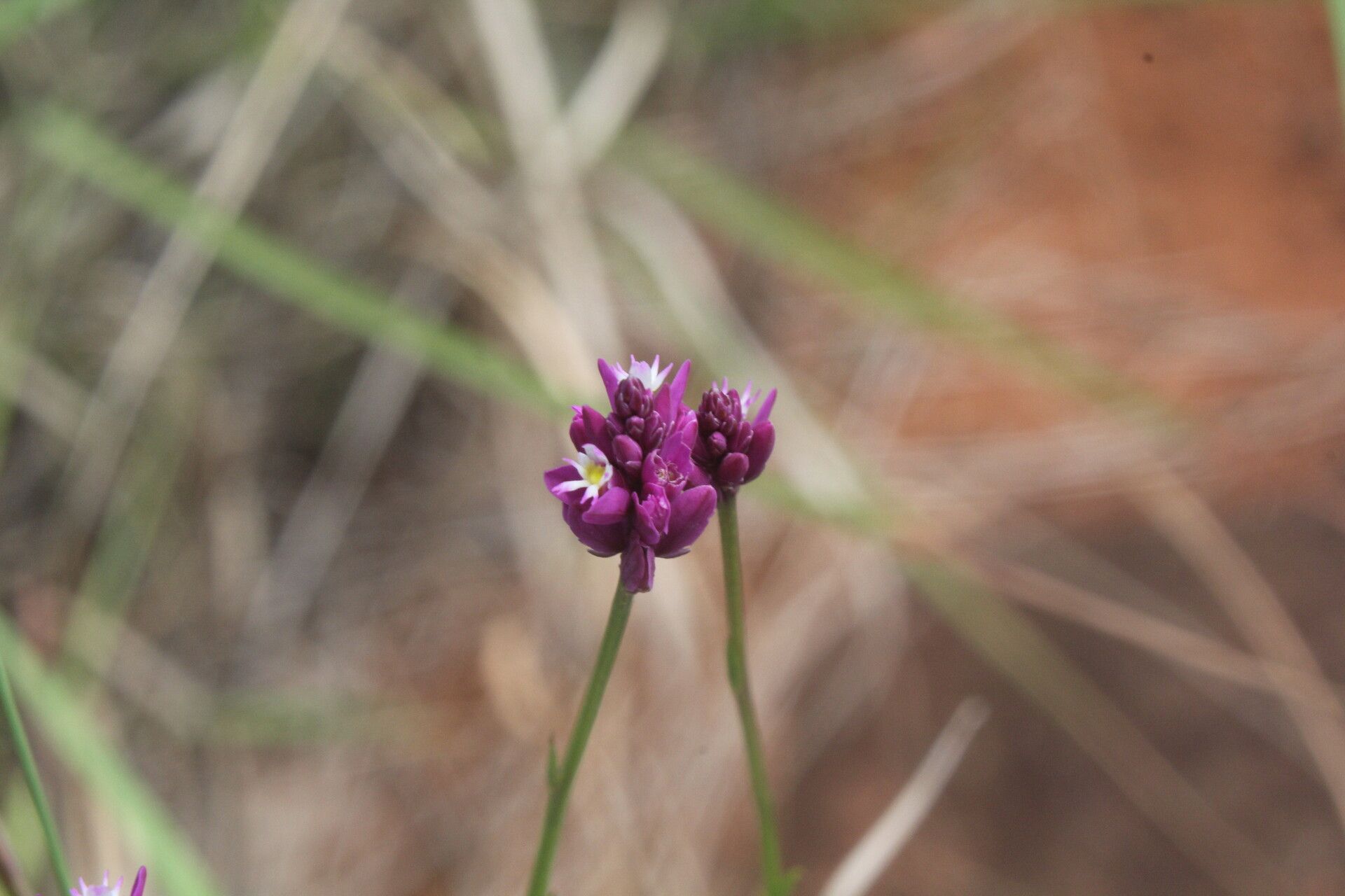 Polygala variabilis flower