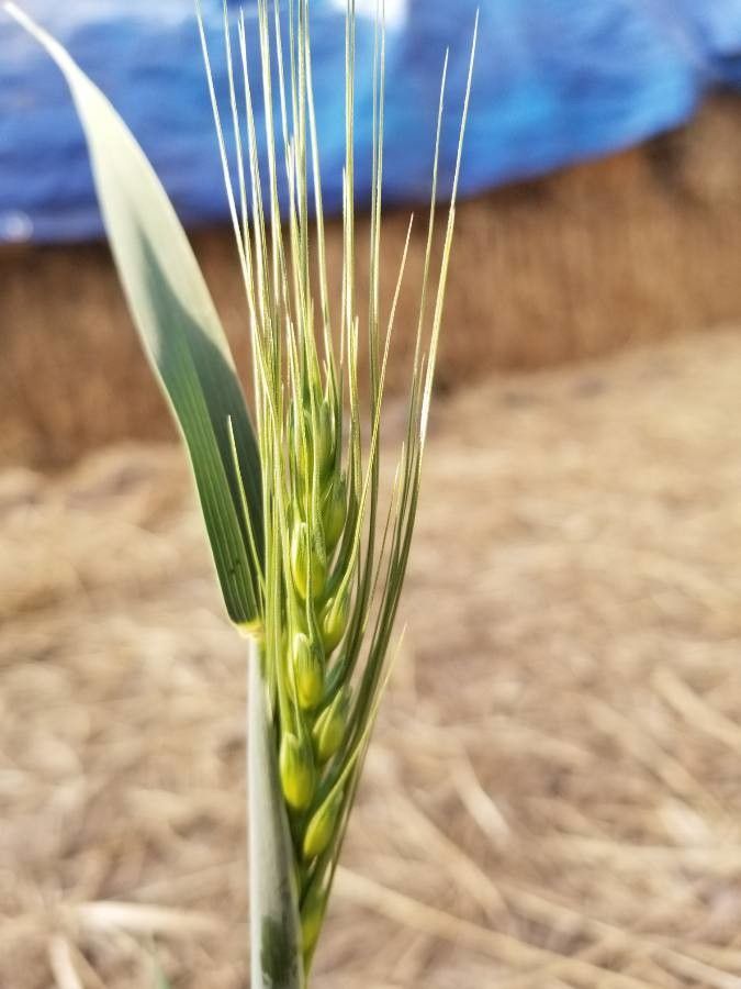 Elymus glaucus fruit