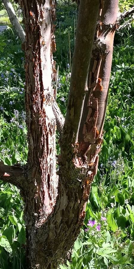Acer triflorum bark