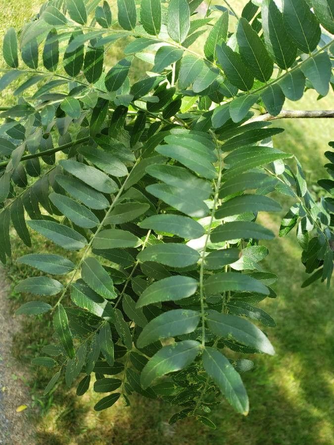 Pterocarya stenoptera leaf