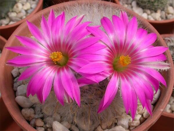 Cochemiea guelzowiana flower