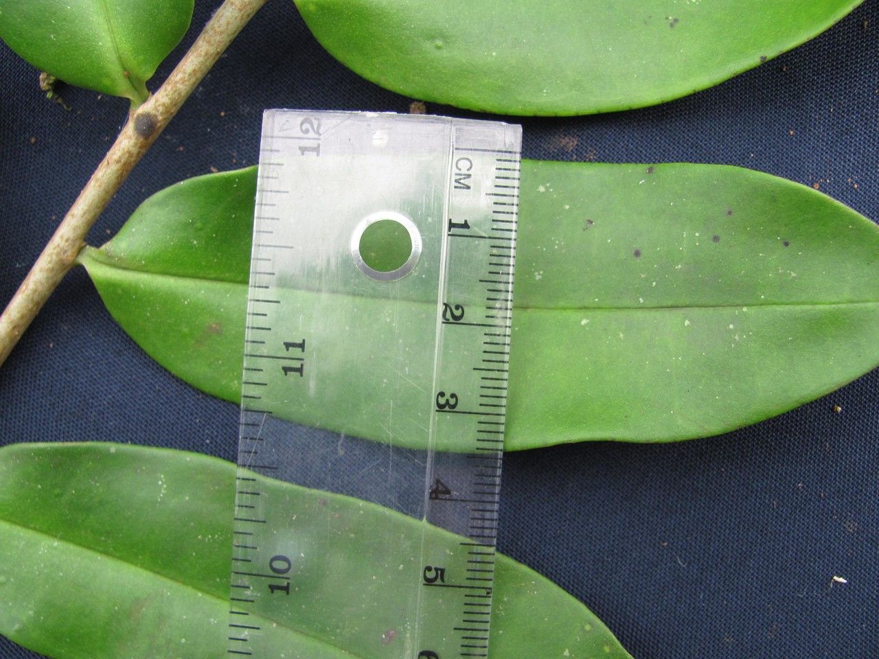 Marcgravia pittieri other