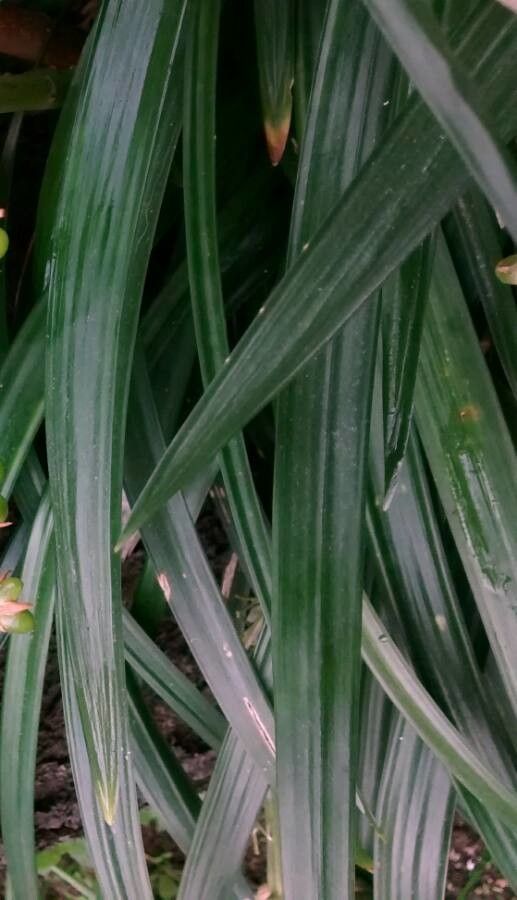 Asphodelus albus leaf