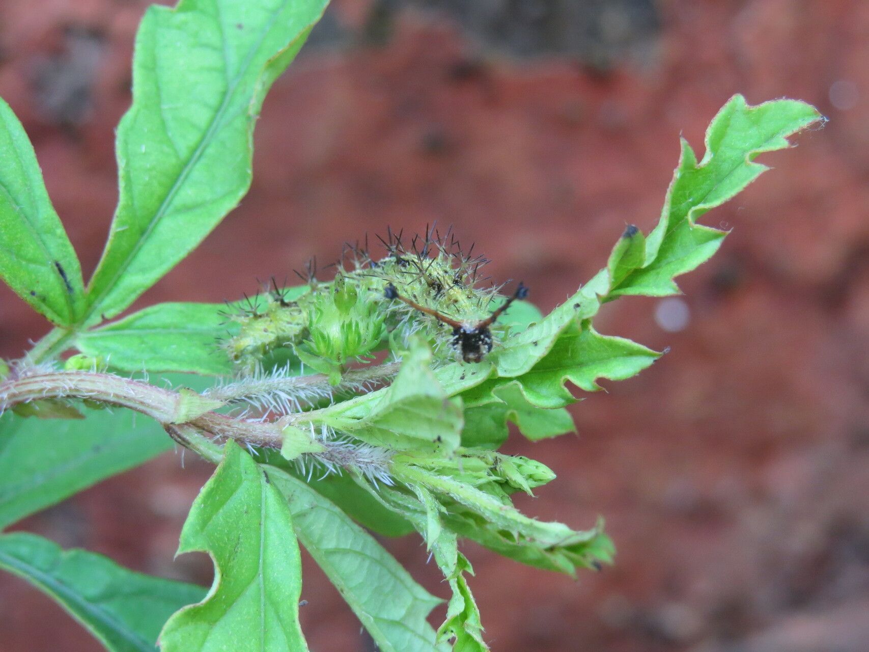 Tragia plukenetii — houseplant care guide