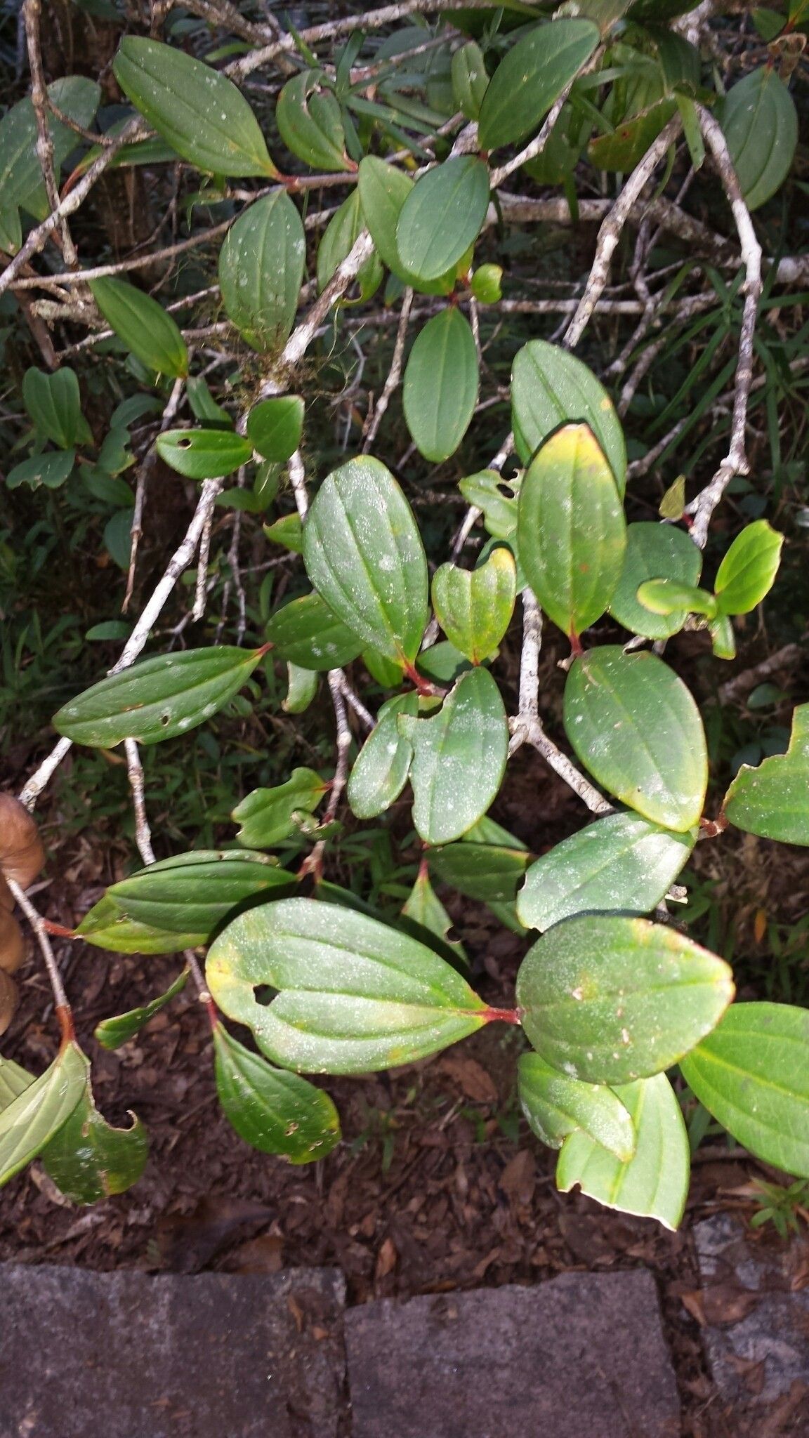 Medinilla oblongifolia — search result for 'Medinilla'