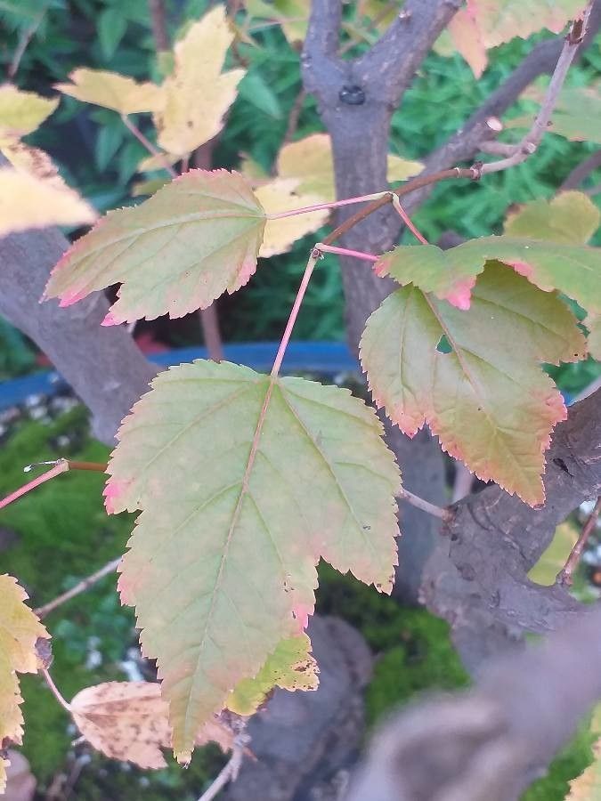 Acer ginnala — search result for 'Acer'