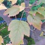 Acer ginnala