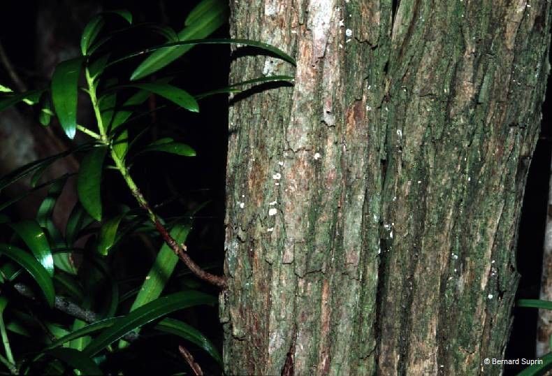 Podocarpus colliculatus bark