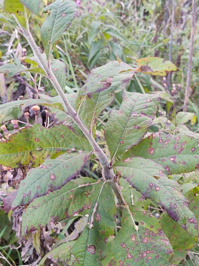 Vernonia missurica