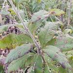 Vernonia missurica